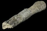 Unprepared Sauropod Fibula Section - Colorado #119866-3